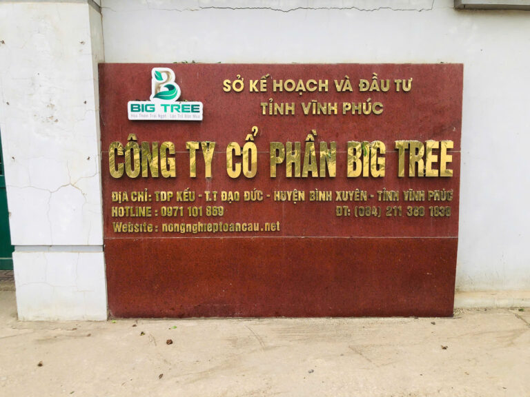 BIG TREE – 12 NĂM KIÊN ĐỊNH MỘT HÀNH TRÌNH, VỮNG BƯỚC VƯƠN XA