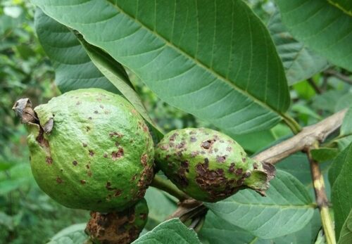 BỆNH GHẺ TRÊN CÂY ỔI: NGUYÊN NHÂN, ĐẶC ĐIỂM VÀ BIỆN PHÁP PHÒNG TRỪ