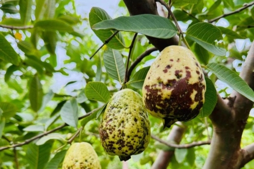 BỆNH THÁN THƯ TRÊN CÂY ỔI: NGUYÊN NHÂN, ĐẶC ĐIỂM VÀ CÁCH PHÒNG TRỪ