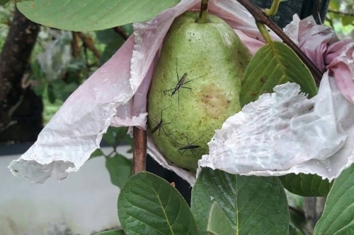 TÌM HIỂU VỀ BỌ XÍT MUỖI HẠI ỔI