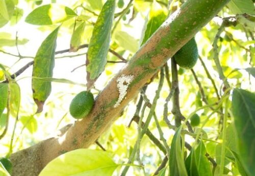 TÌM HIỂU QUÁ TRÌNH SINH TRƯỞNG CỦA MỌT ĐỤC CÀNH HẠI BƠ VÀ CÁCH PHÒNG TRỪ