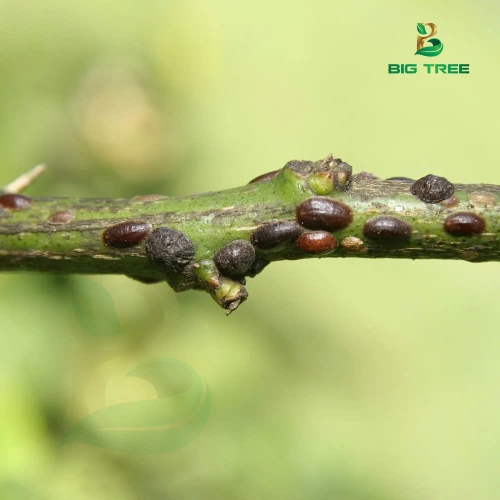 RỆP VẢY ỐC: DẤU HIỆU NHẬN BIẾT, ĐẶC ĐIỂM GÂY HẠI VÀ BIỆN PHÁP PHÒNG TRỪ