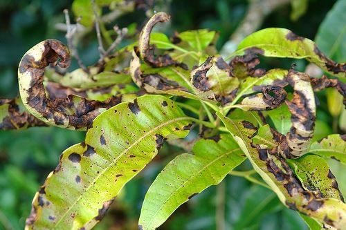 BỆNH THÁN THƯ HẠI XOÀI: NGUYÊN NHÂN, ĐẶC ĐIỂM VÀ BIỆN PHÁP PHÒNG TRỪ