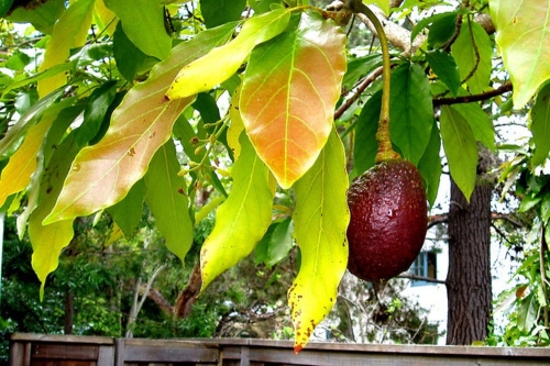 BỆNH VÀNG LÁ THỐI RỄ Ở CÂY BƠ: NGUYÊN NHÂN, ĐẶC ĐIỂM, TÁC HẠI VÀ CÁCH PHÒNG TRỪ