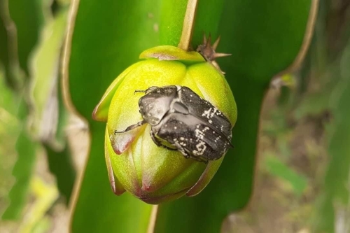 BỌ HUNG ĐỤC CÀNH HẠI THANH LONG: QUÁ TRÌNH SINH TRƯỞNG, ĐẶC ĐIỂM GÂY HẠI VÀ CÁCH PHÒNG TRỪ