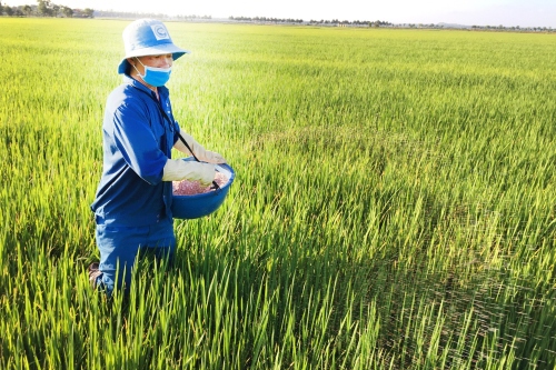THỜI ĐIỂM THÍCH HỢP BÓN PHÂN ĐA LƯỢNG CHO CÂY LÚA TRĨU BÔNG, CHẮC HẠT