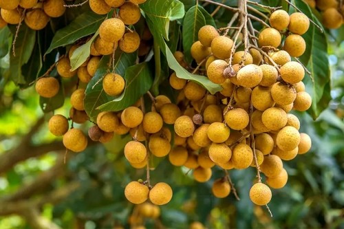 CÁCH BÓN PHÂN CHO CÂY NHÃN GIÚP QUẢ NGON VÀ NGỌT HƠN