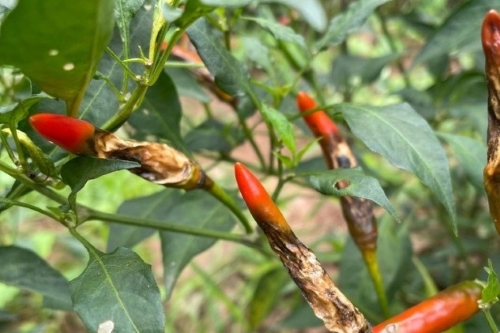 NGUYÊN NHÂN VÀ ĐIỀU KIỆN PHÁT TRIỂN BỆNH ĐỐM TRÁI ỚT