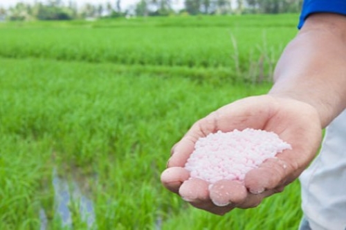 VAI TRÒ CỦA PHÂN ĐẠM (N) TRONG SỰ PHÁT TRIỂN CÂY LÚA