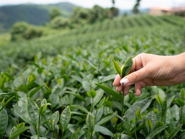 Những nhóm phân bón giúp tăng kích thước búp chè