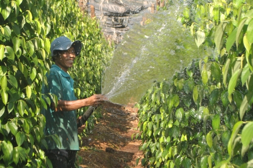 KỸ THUẬT XIẾT NƯỚC KÍCH THÍCH CÂY TIÊU RA HOA ĐỒNG LOẠT