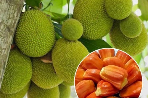 MÍT RUỘT ĐỎ “IN-ĐÔ” CHI PHÍ THẤP LỢI NHUẬN CAO