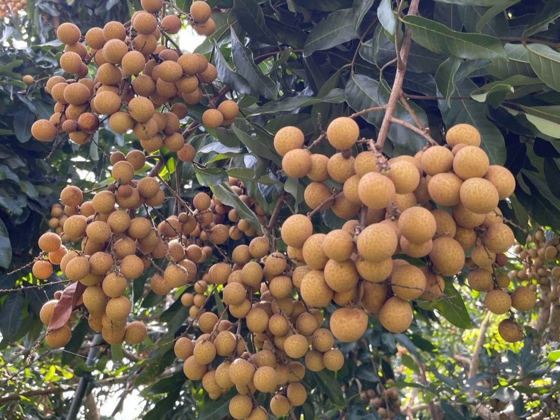 Nắm vững những chìa khóa giúp tăng năng suất cây nhãn