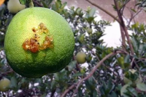 NHẬN BIẾT VÀ KIỂM SOÁT SÂU ĐỤC QUẢ BƯỞI