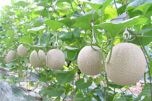 CÁCH TRỒNG DƯA LƯỚI TRÁI VỤ NĂNG SUẤT VÀ CHẤT LƯỢNG CAO