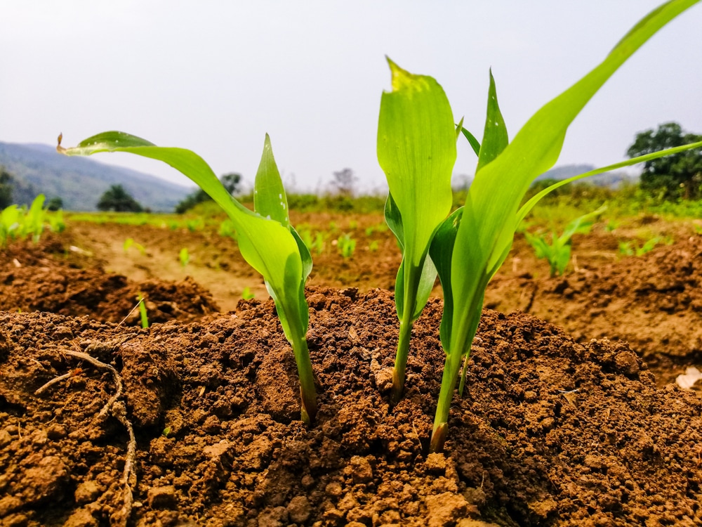 Những Loài Gây Hại Trên Cây Ngô (Bắp) Khi Cây Còn Non