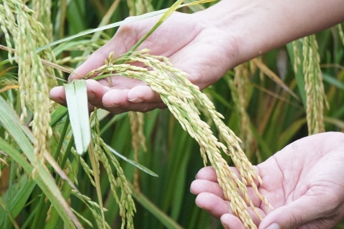 LÚA LAI 3 DÒNG SYN12 – SIÊU PHẨM MỚI CHỐNG CHỊU SÂU BỆNH VƯỢT TRỘI