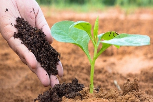 NHỮNG LƯU Ý QUAN TRỌNG KHI BÓN PHÂN CHUỒNG CHO CÂY TRỒNG