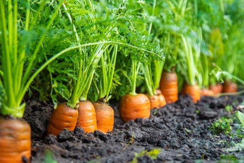 MẸO CHĂM SÓC CÀ RỐT CHO NĂNG SUẤT TỐI ĐA