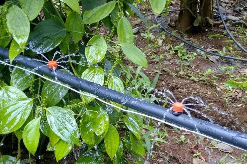 MÔ HÌNH TƯỚI TIẾT KIỆM CHO CÂY TIÊU PHÁT TRIỂN BỀN VỮNG
