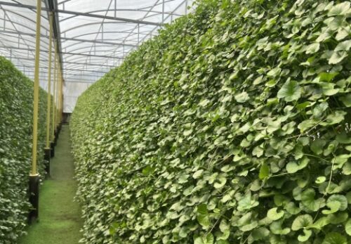 MẸO TRỒNG RAU MÁ THỦY CANH CHO NĂNG SUẤT VƯỢT TRỘI