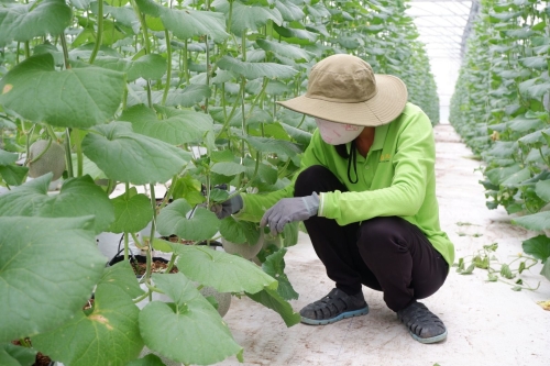 KỸ THUẬT TẠO HÌNH CÂY VÀ HỖ TRỢ QUẢ CHO DƯA LƯỚI