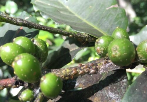 TÁC HẠI CỦA RỆP VẢY NÂU ĐỐI VỚI CÀ PHÊ VÀ CÁCH PHÒNG TRỪ