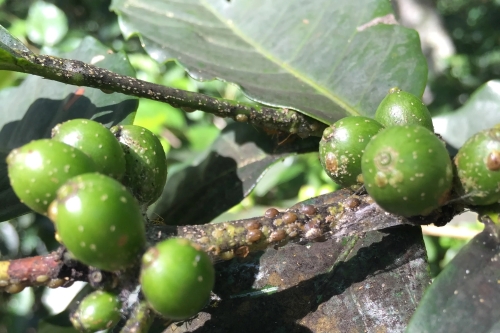 TÁC HẠI CỦA RỆP VẢY NÂU ĐỐI VỚI CÀ PHÊ VÀ CÁCH PHÒNG TRỪ
