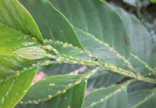 ĐẶC ĐIỂM GÂY HẠI CỦA RỆP VẢY XANH TRÊN CÀ PHÊ