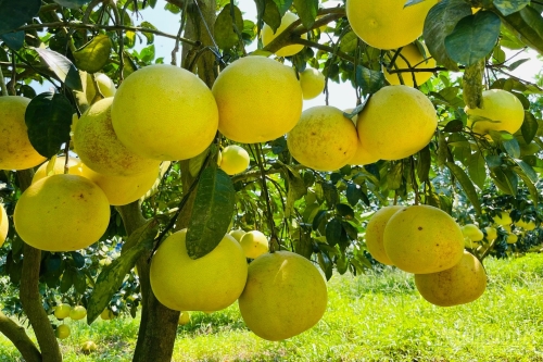 GIẢM CHI PHÍ, TĂNG NĂNG SUẤT VÀ LỢI NHUẬN BƯỞI VỚI MÔ HÌNH IPHM 