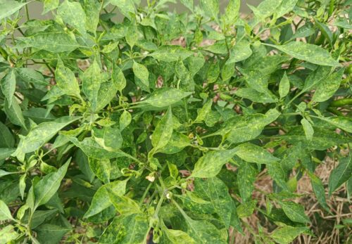 Vì sao bệnh khảm là một trong những bệnh nghiêm trọng nhất trên ruộng Ớt?