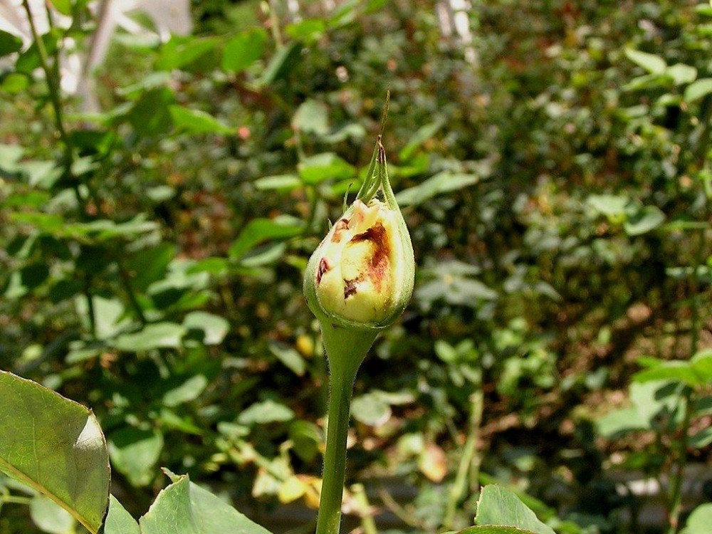 BIỆN PHÁP PHÒNG NGỪA VÀ KIỂM SOÁT HIỆU QUẢ BỌ TRĨ HẠI HOA HỒNG